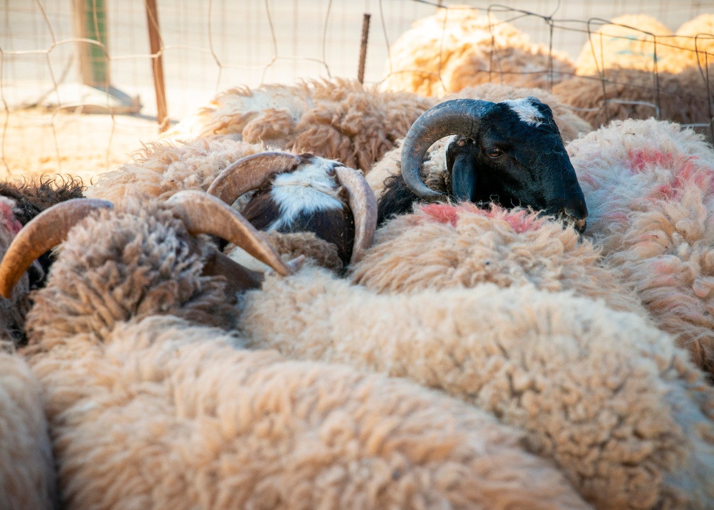 Eid Adha 2022 Drooj11 1