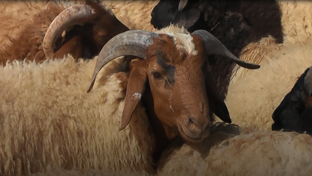 Eid Adha 2022 Drooj2