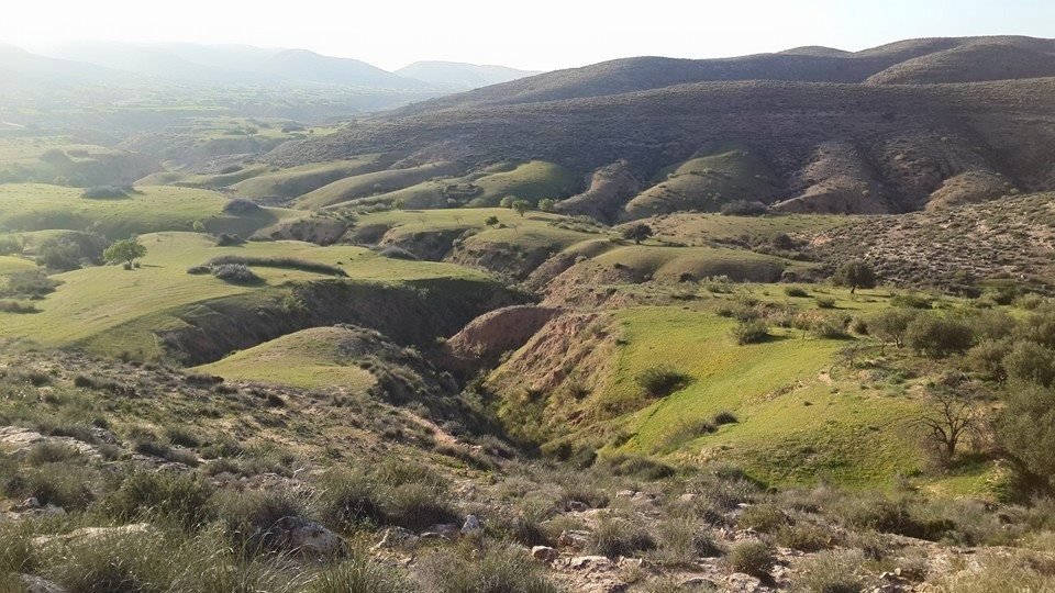 الشعافيين وليد الغرمول