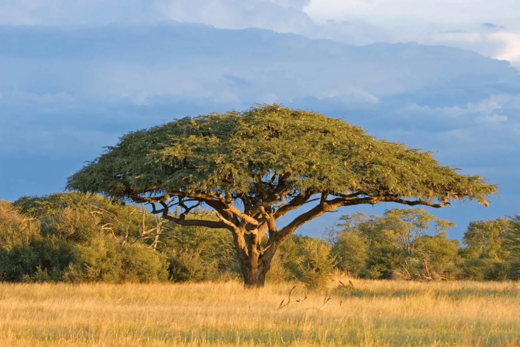 Acacia tree savanna Zimbabwe