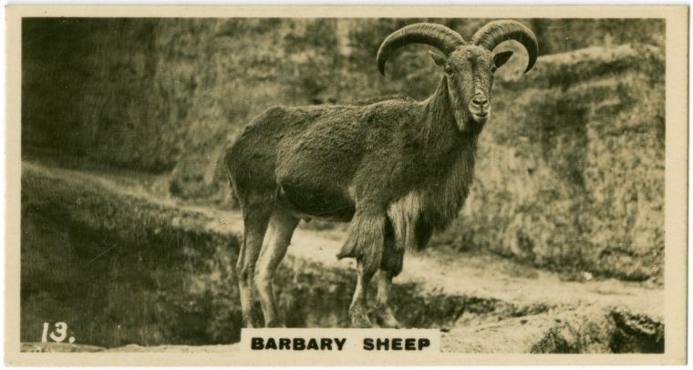 حيوان الودان