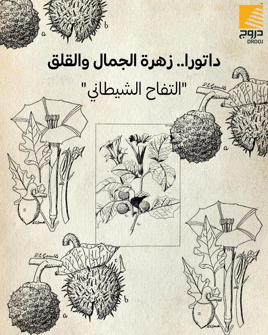 645802784 895854949915600 6556411823936595606 n